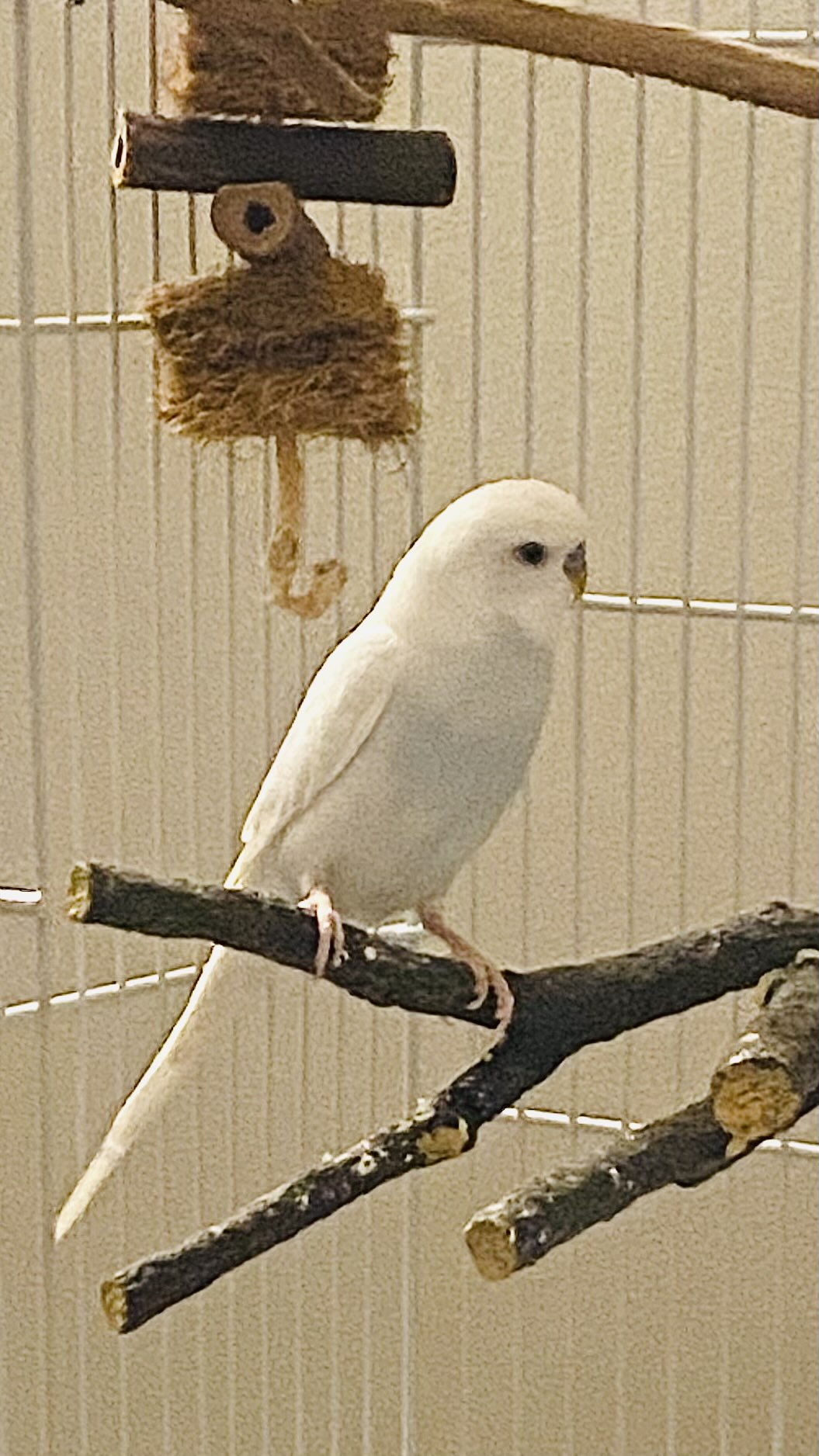 August Small Branch solo