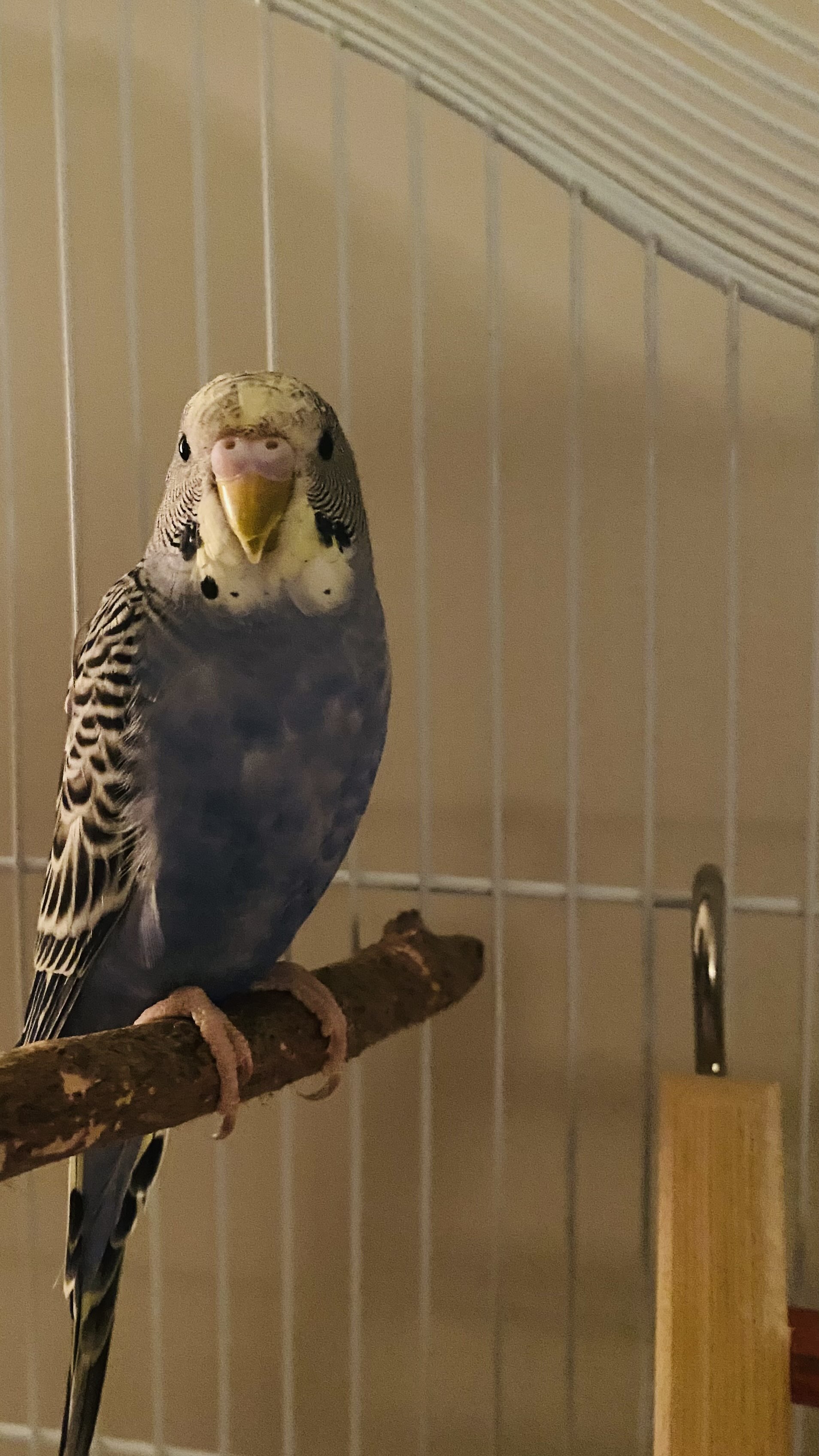 Baby Sam Near Ladder